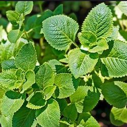 ISO Mexican Oregano Plant
