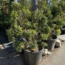 Japanese boxwood topiary bonsai 