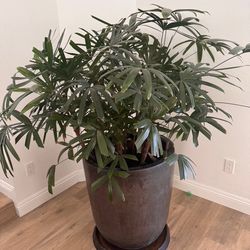 Lady Palm Plant in Custom Pot