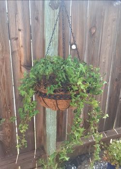 English Ivy Hedera in Hanging Basket