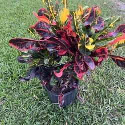 CROTONS PLANT  (Add Colors to Landscape and Garden 3 gallon Pot) 