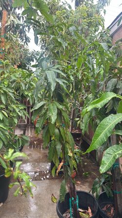 manila mango