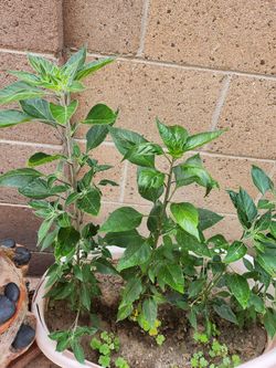 Cobra Chili Plant