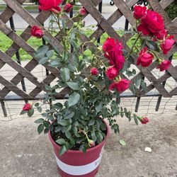 Roses
