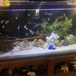 Aquarium For Sale Of All Size (fish Tanks)