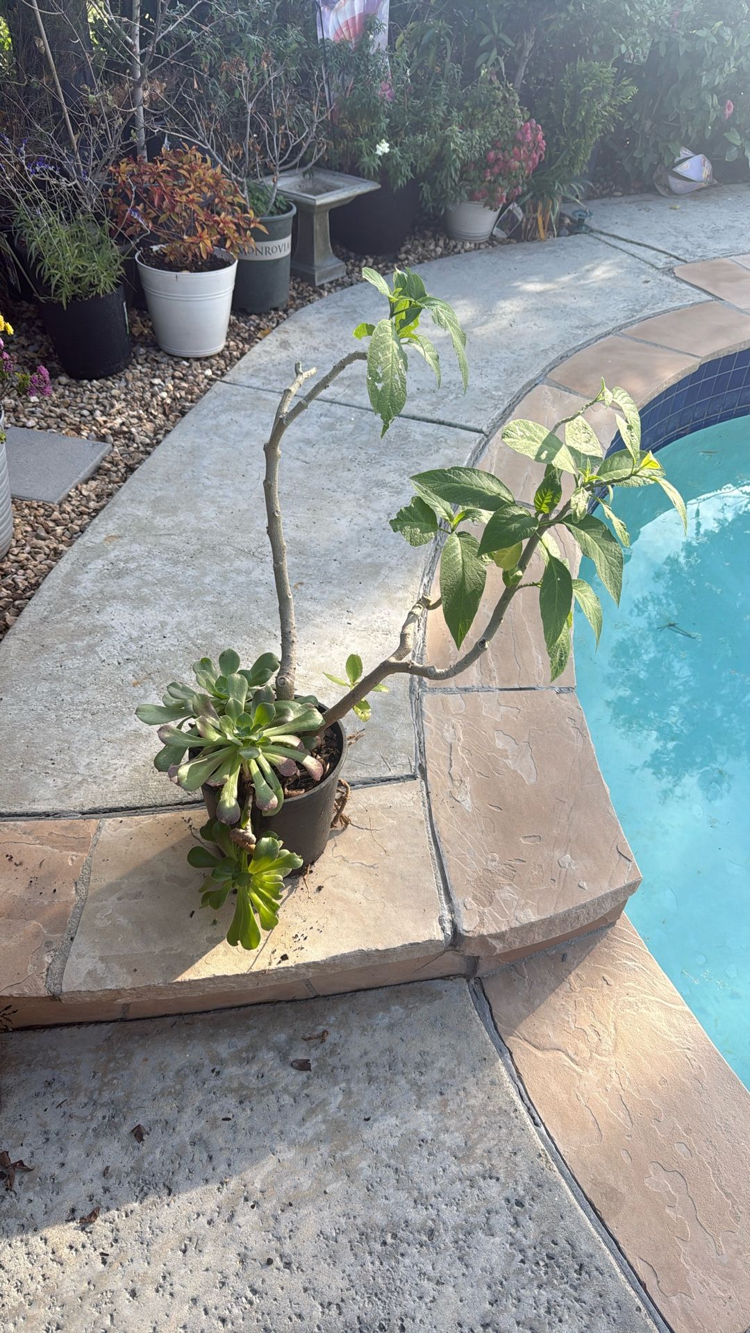 Succulent And Trumpet Plant Mixture