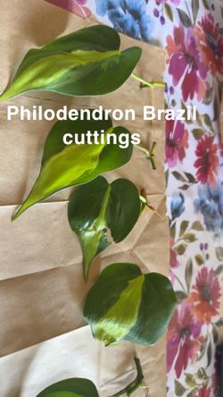 Rare House Plant Cuttings 