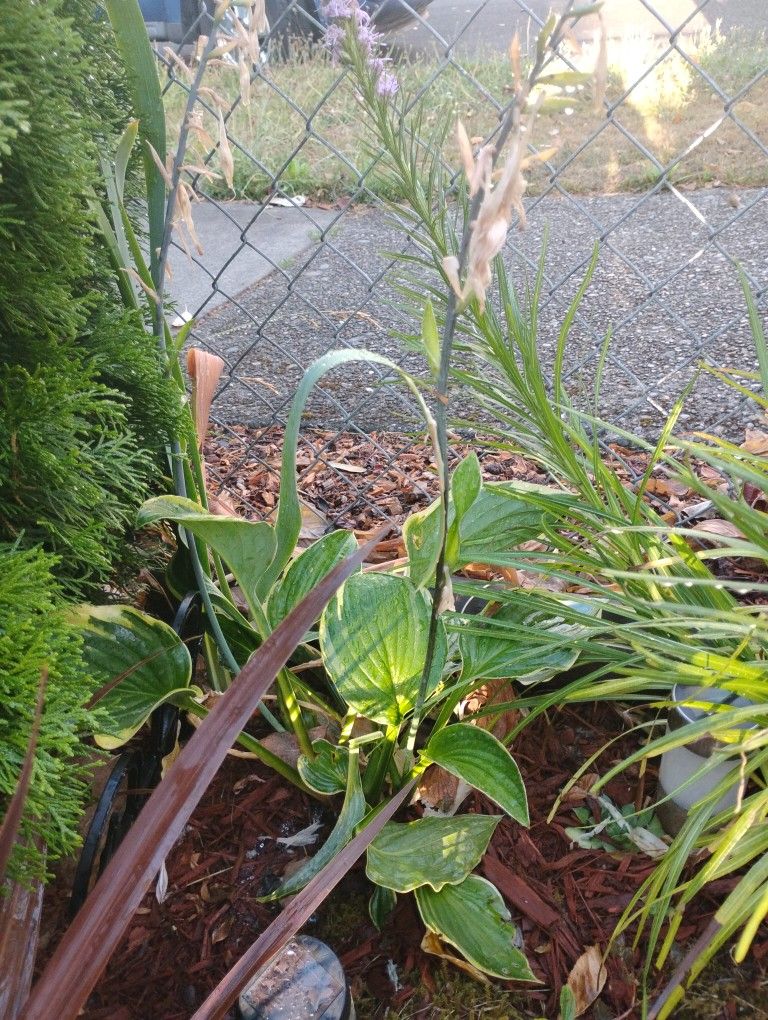 Hosta Potted Plants