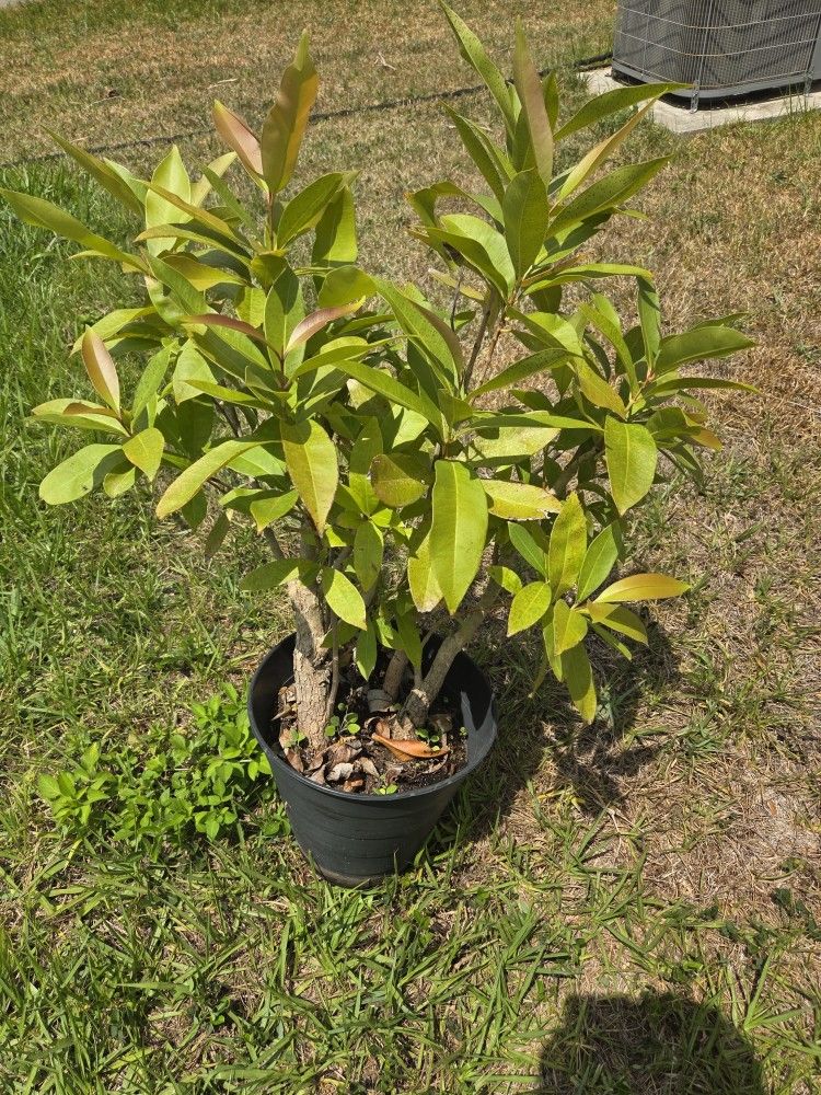 Jamun Fruit Plant -exotic Fruit