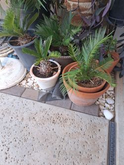 Pago palms