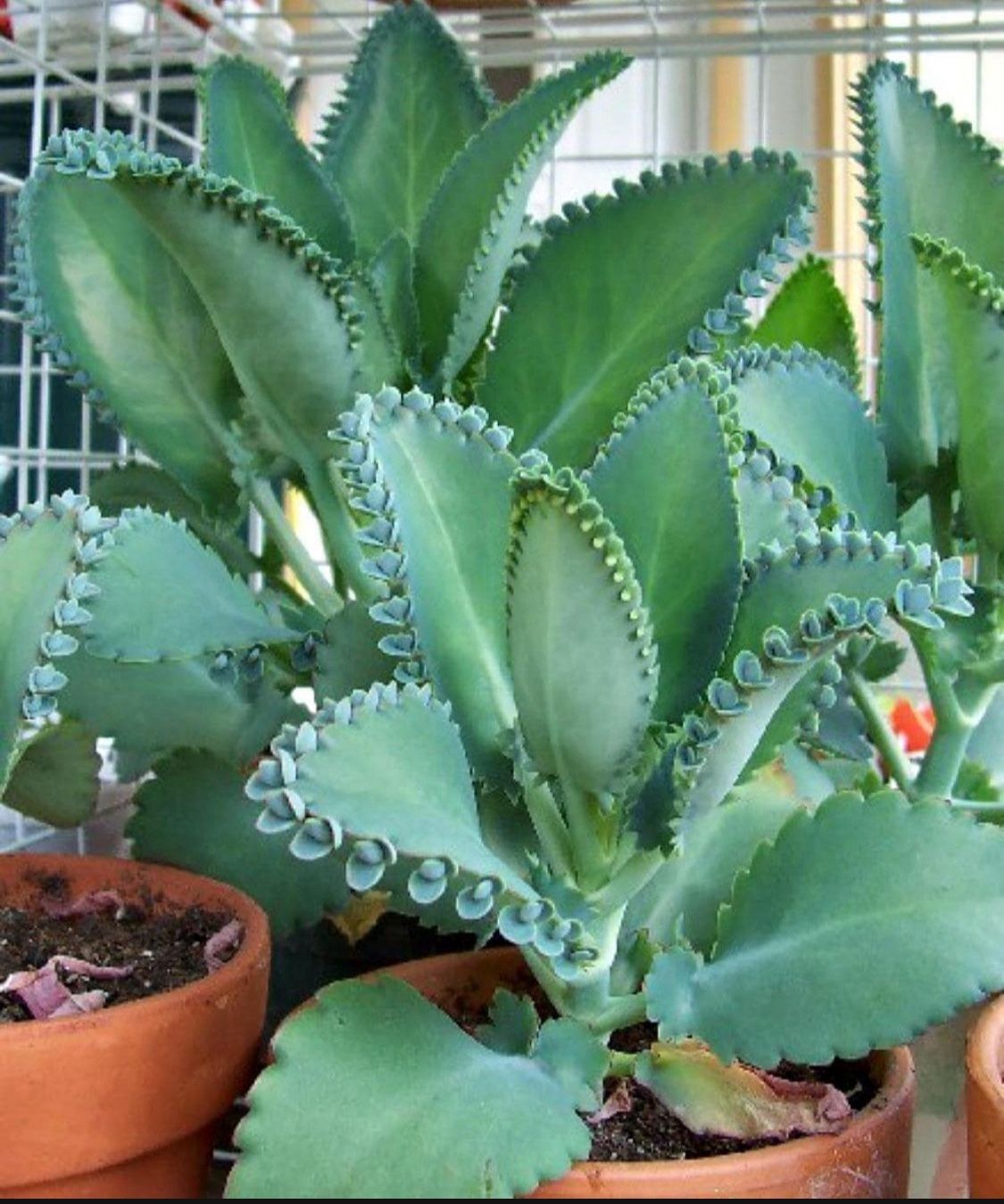 Mother Of Thousands Starts