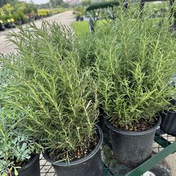 Rosemary Plants / Romero Plantas 