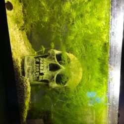 Fish Tank 