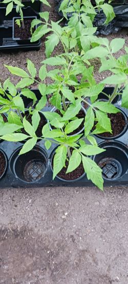 Tomatoes  plants  Beefsteak