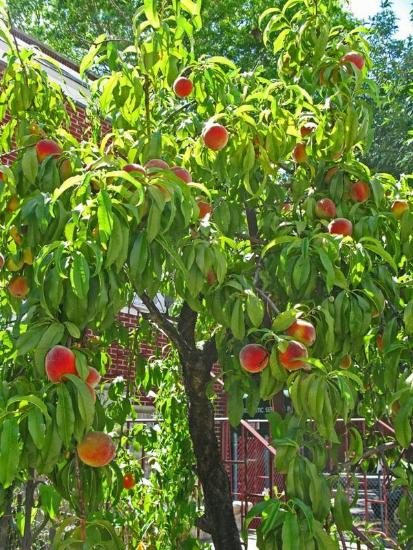 8-9ft Florida Peach Tree for Sale in Winter Haven, FL ...