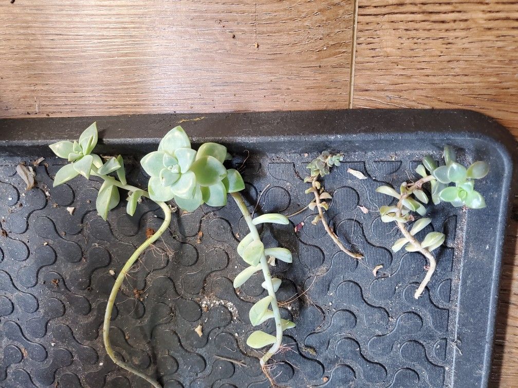 Free Succulent Trimmings