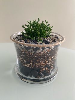 Desert Succulent Terrarium