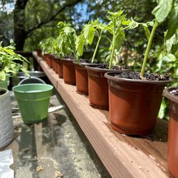 Cherokee Purple Tomato seedlings