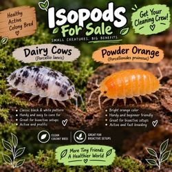 Live Isopods – Dairy Cows & Powder Orange