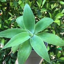 Small  Agave Attenuata Plant, In Grey Color Ceramic Pot