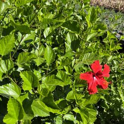 5 Gallon Hibiscus