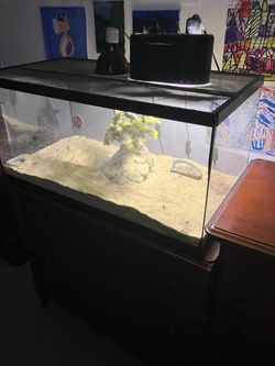 Bearded Dragon Reptile Terrarium Tank