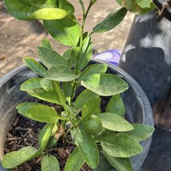 Mexican Lime Tree