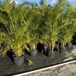 Areca Palms 