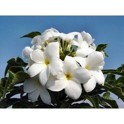 Plumeria Bridal Bouquet Cuttings