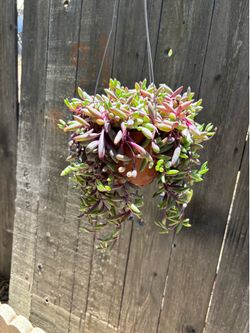 Ruby's Necklace