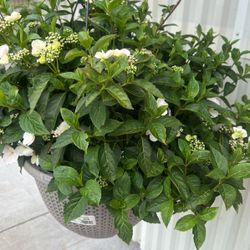 Hydrangea 