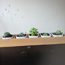 Succulents And Raspberry 