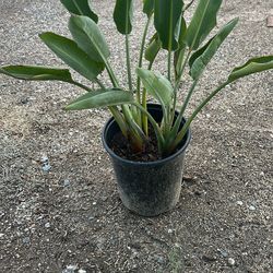 Birds Of Paradise Plants