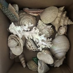 Sea Shells
