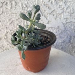 4 Inch Pot Succulent Plant - Deltoid Leaved Dewplant - Oscularia Deltoides - Pink Hardy Ice Plant - Rooted & Established - 🪴- Drought Resistant 