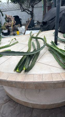 Sugar dragon cutting