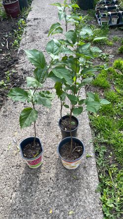Apple trees $12 each