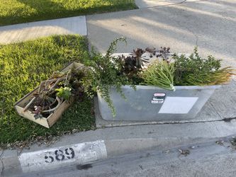 Free succulent on the curb