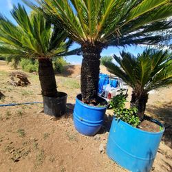 Sego palm trees
