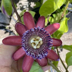 Planta De Sweet Yellow Fruit  Granadilla Climbing Plant, In 5 Gallóns Pot Pick Up Only
