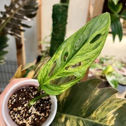 Variegated Monstera Adansonii Mint for Sale in Irvine, CA - OfferUp