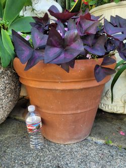 Extra Large terra cotta pot (18"Dia x 15"H) with purple plant