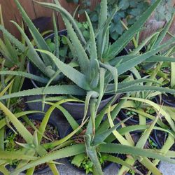 Sabila Aloe Vera ,,,Oja Grande