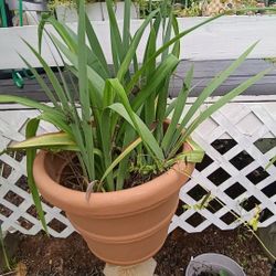 Flowers For Sale Moving Must Go