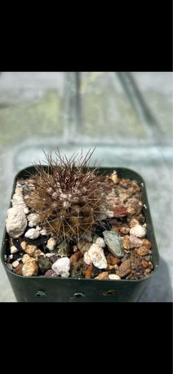 Copiapoa
