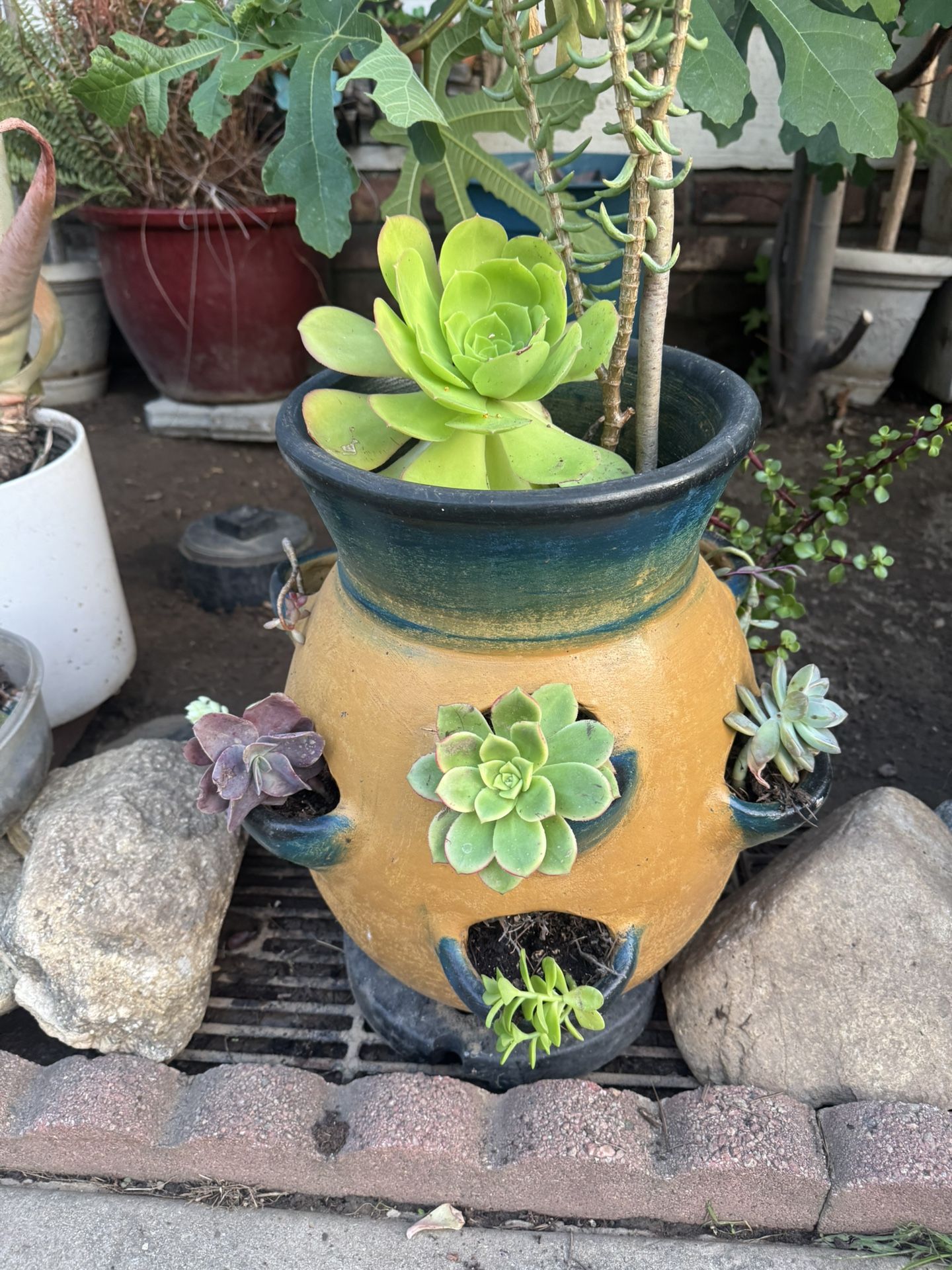 Beautiful Pot With Succulents  Plant