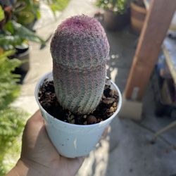 4” rainbow cactus