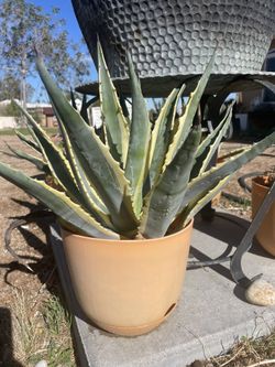 AGAVE AMERICA 