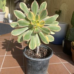 Sunburst Variegated Aeonium Succulent Plant
