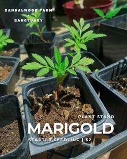 African Marigold (flor de muertos)